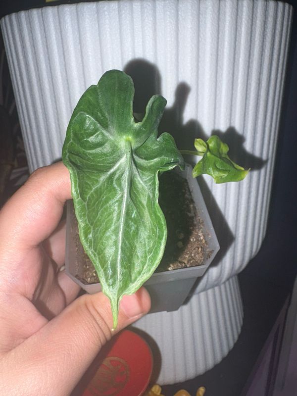 Alocasia Teletubbies