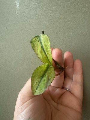 Philodendron Micans Mint