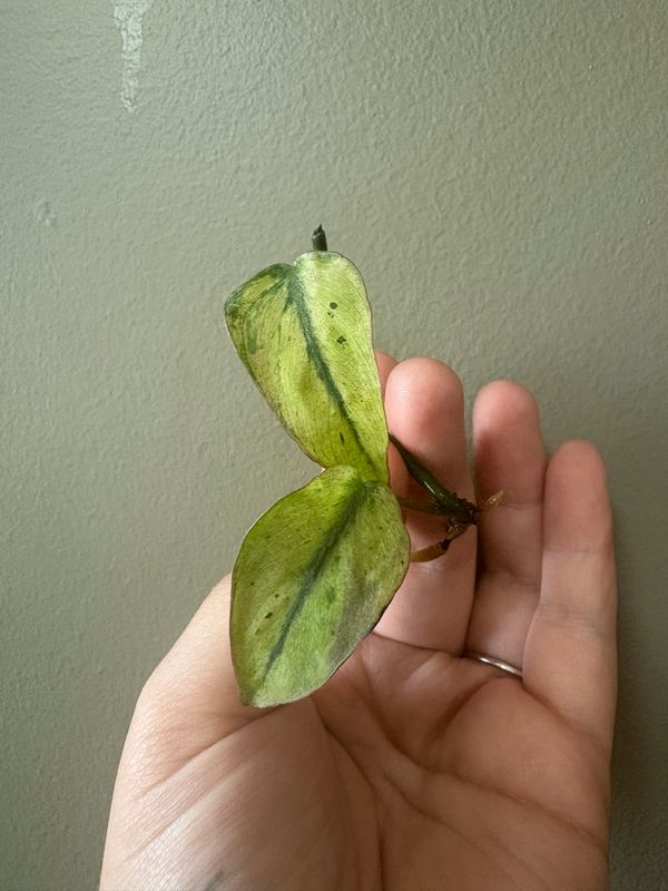 Philodendron Micans Mint