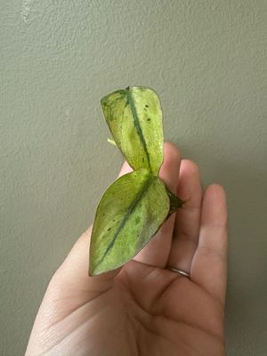 Philodendron Micans Mint
