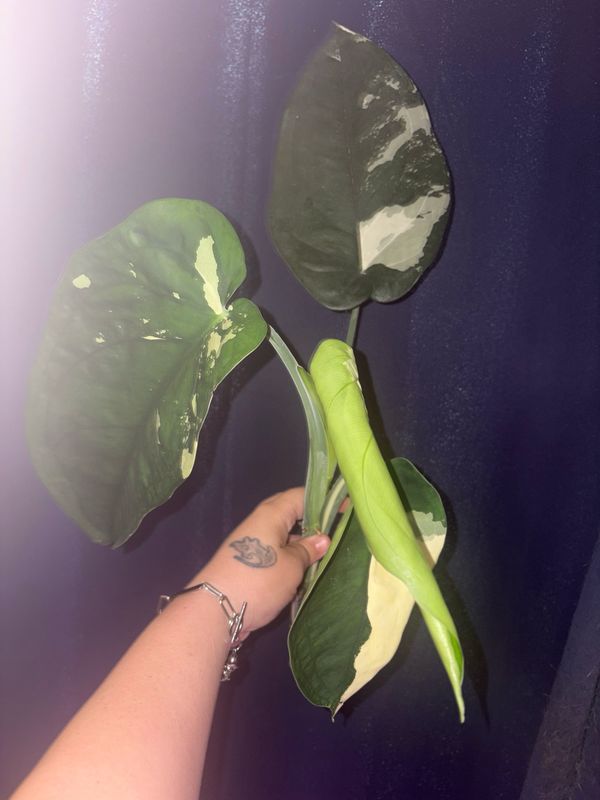 Syngonium Chiapense Albo