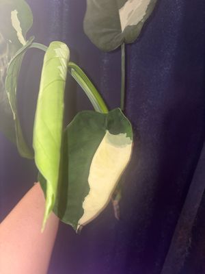 Syngonium Chiapense Albo