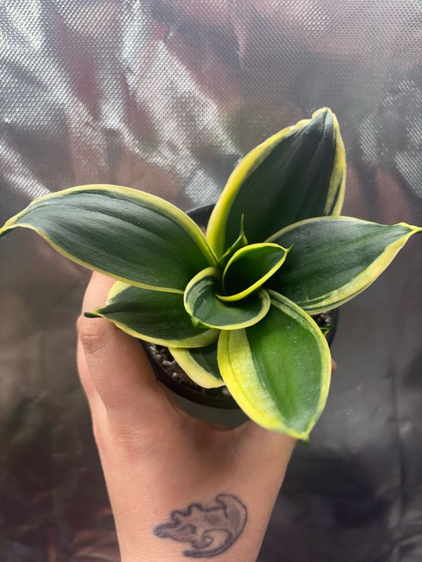 Sansevieria Hahnii