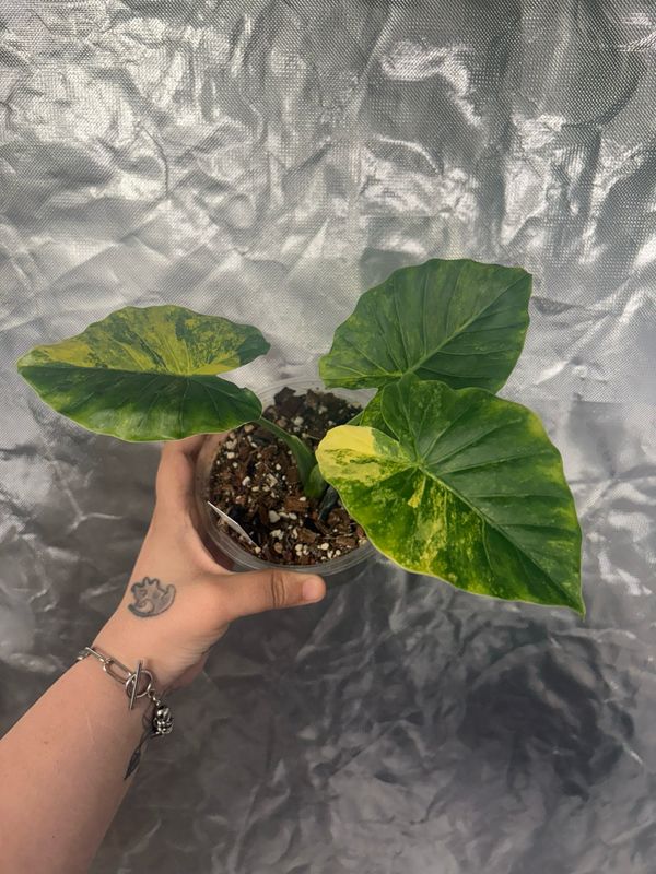 Alocasia Gageana Aurea