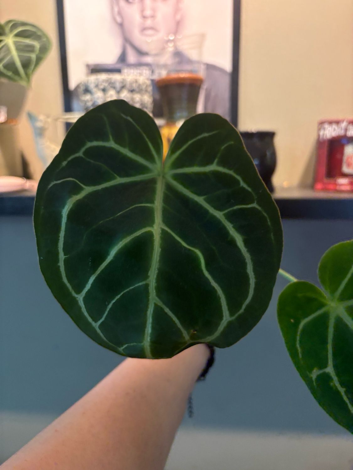 Anthurium Crystallinum