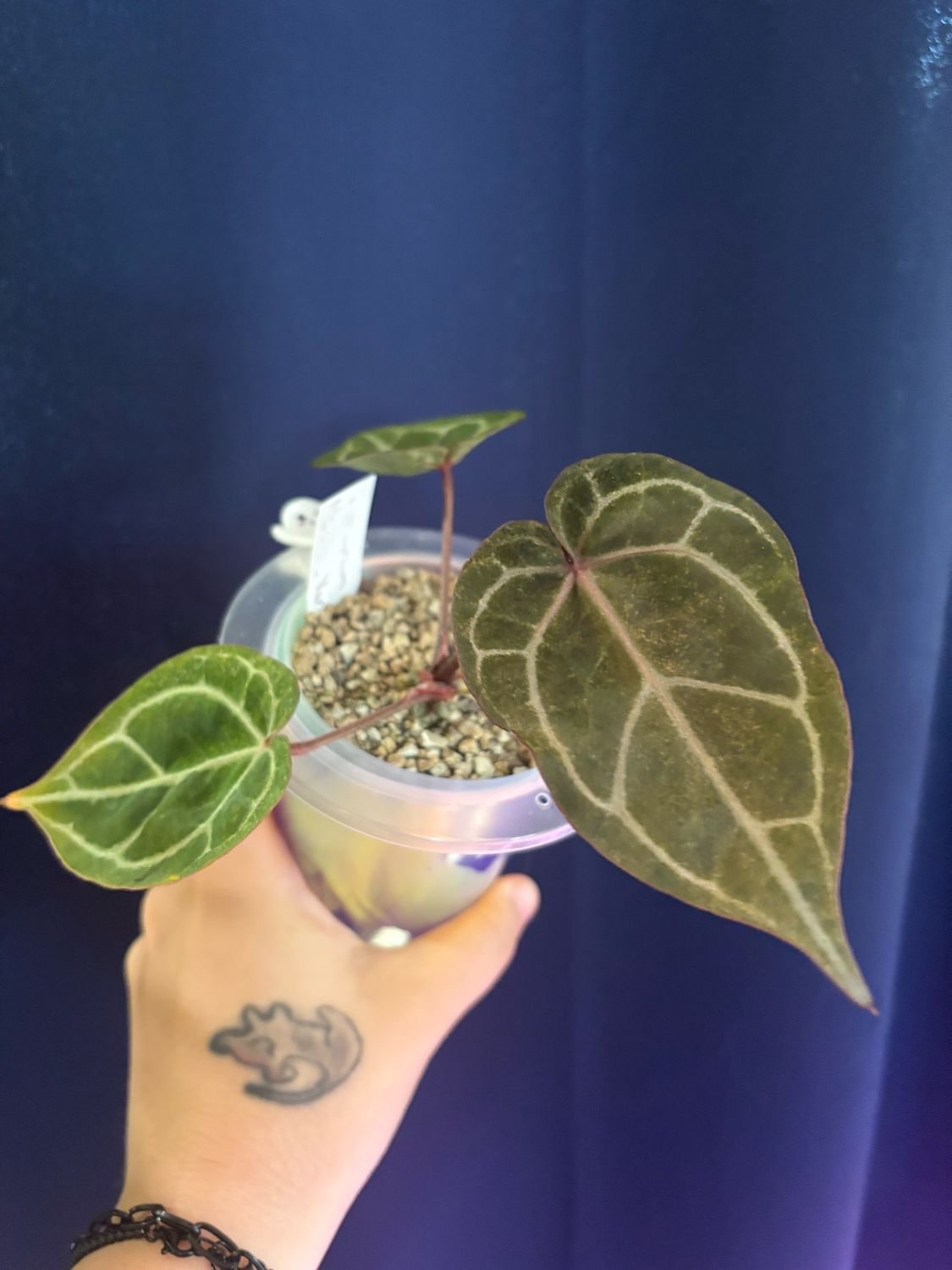 Anthurium Michelle Variegated