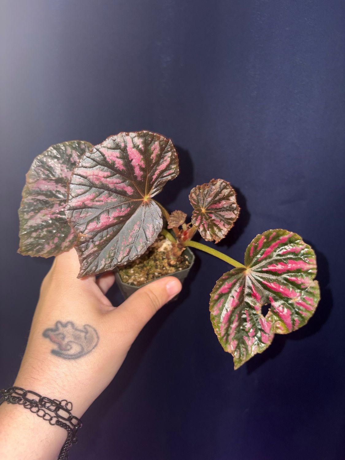 Begonia Candy Stripes