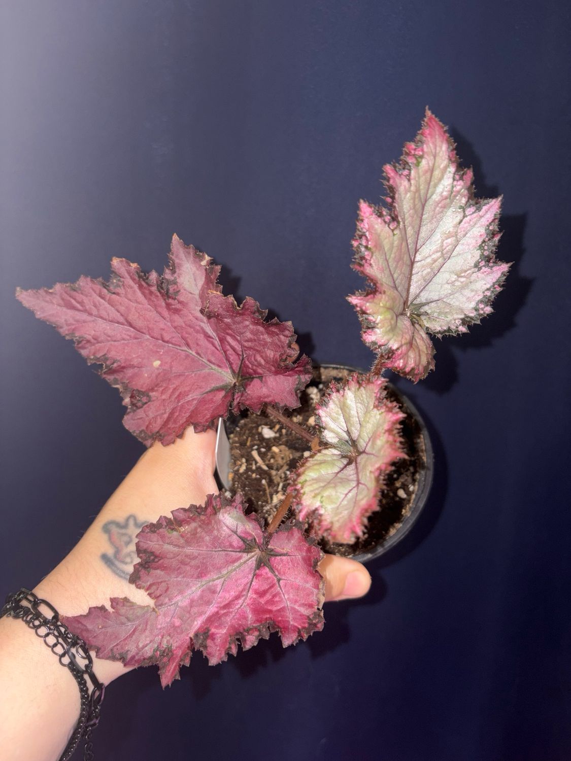 Begonia Pink Shade