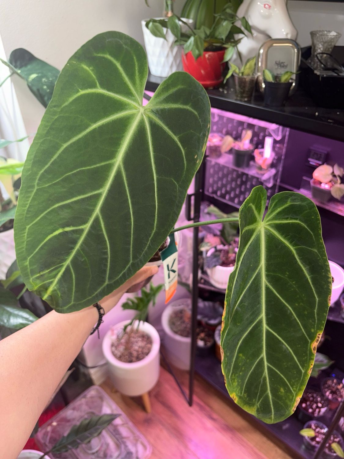 Anthurium Warocqueanum ‘wide’