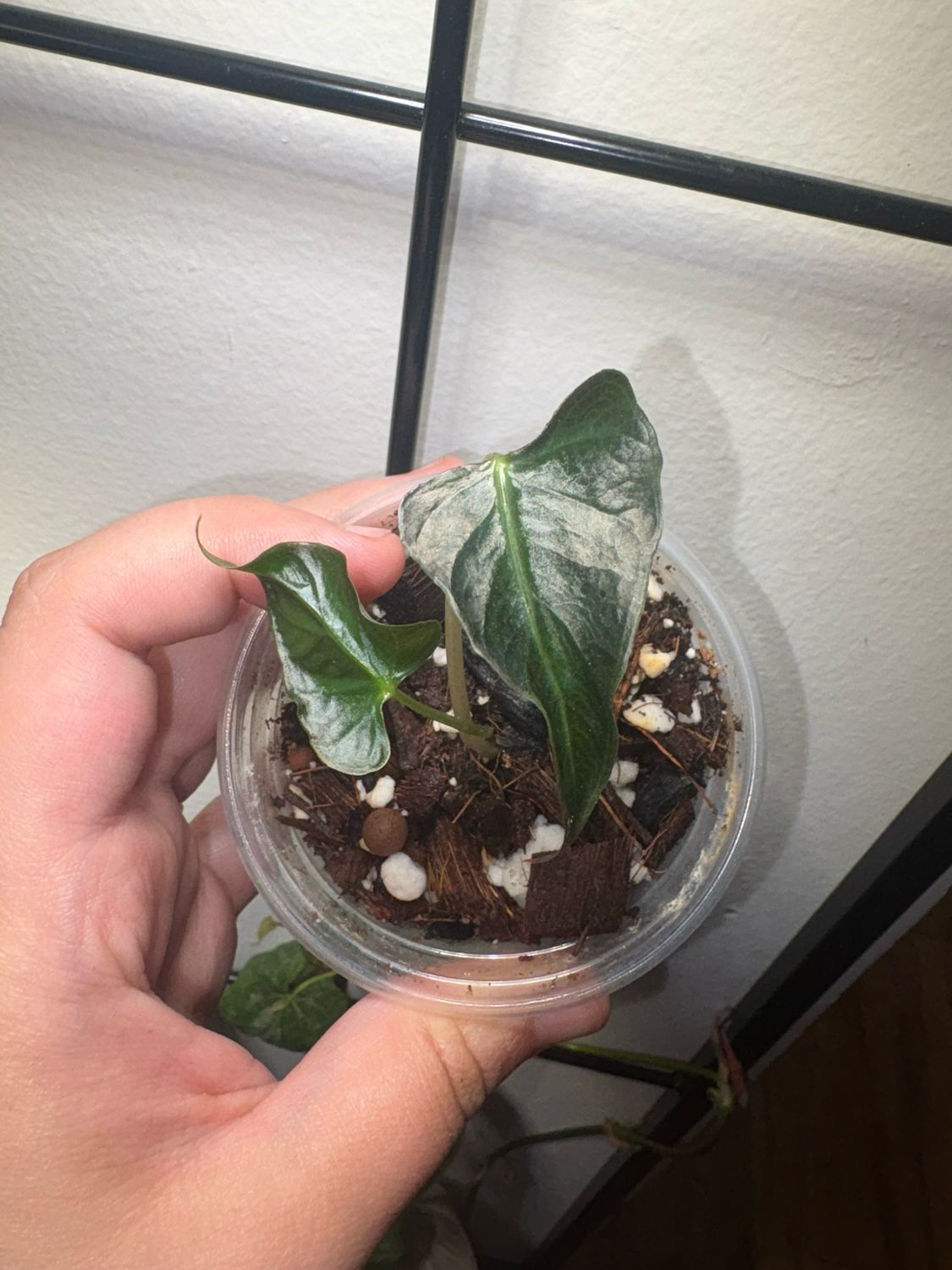 Alocasia Loco