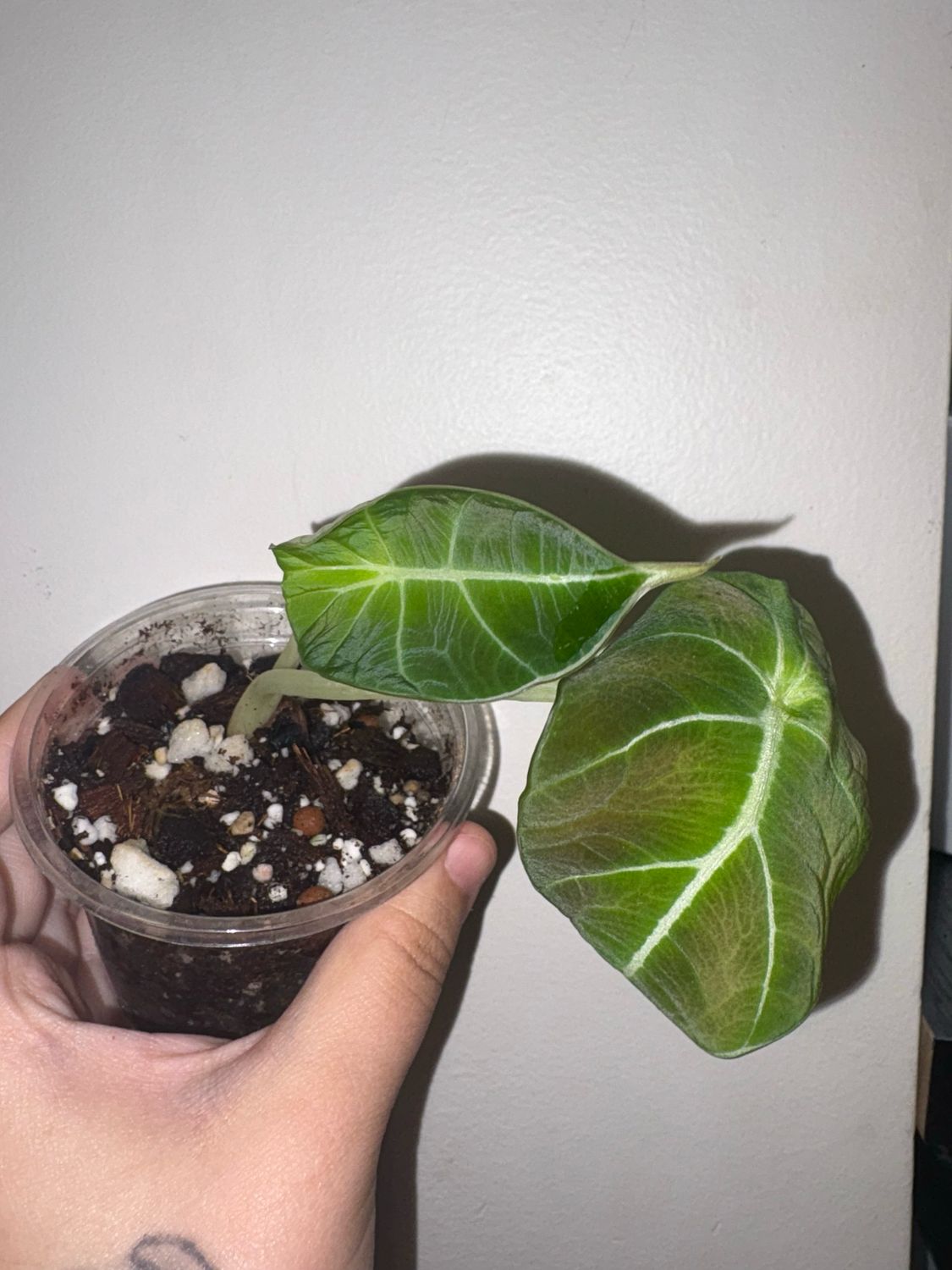 Alocasia Black Velvet