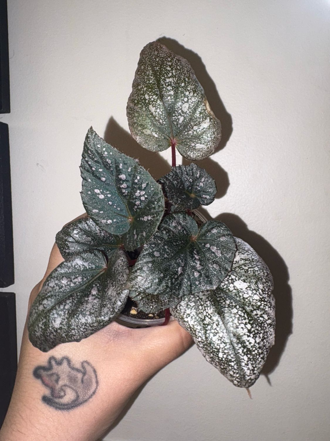 Begonia Yukon Frost