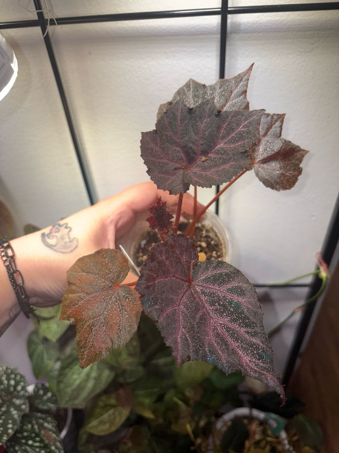 Begonia Robin
