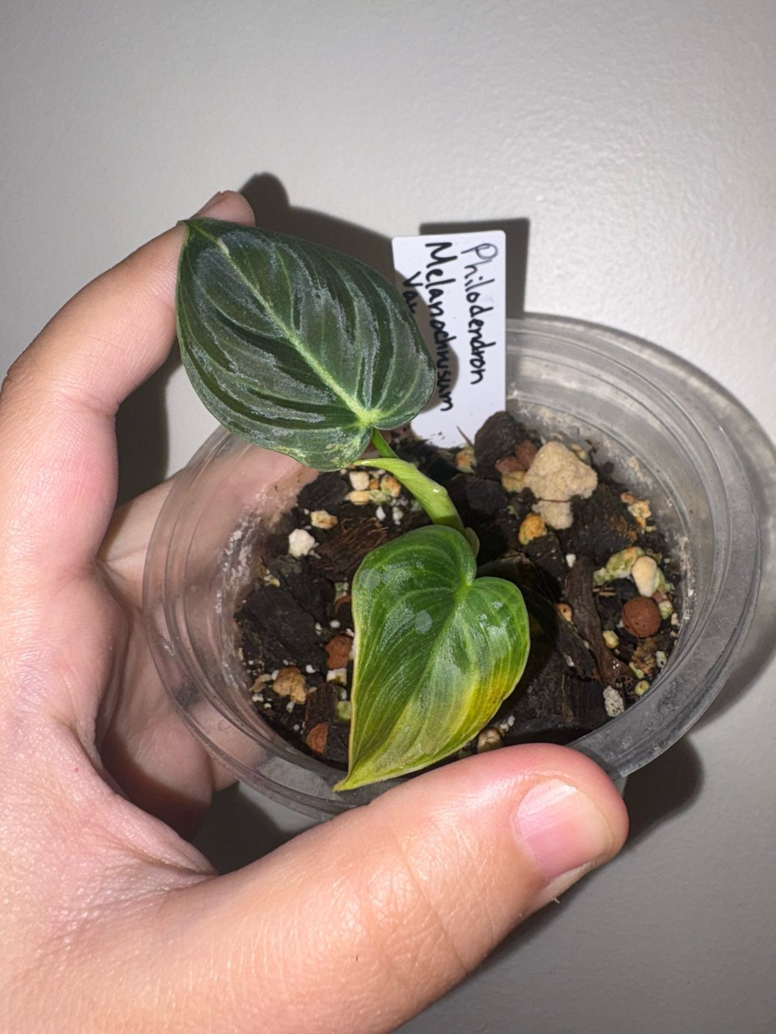 Philodendron Melanochrysum ‘low’ Variegated