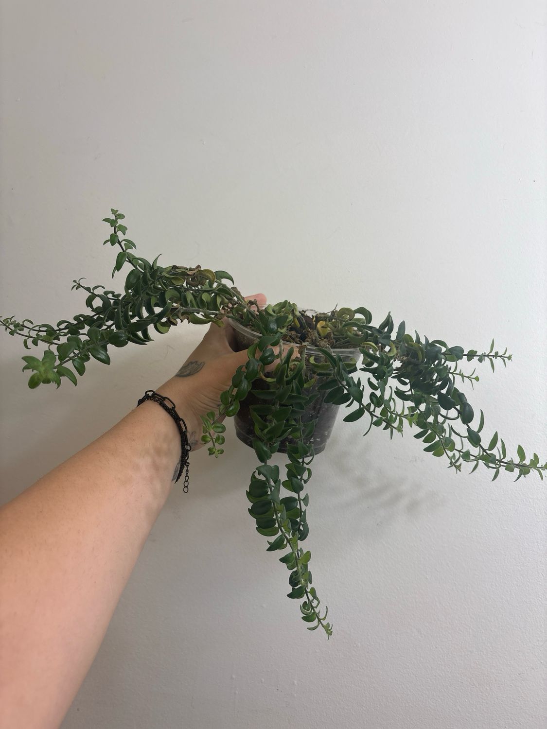 Lipstick Twister Plant
