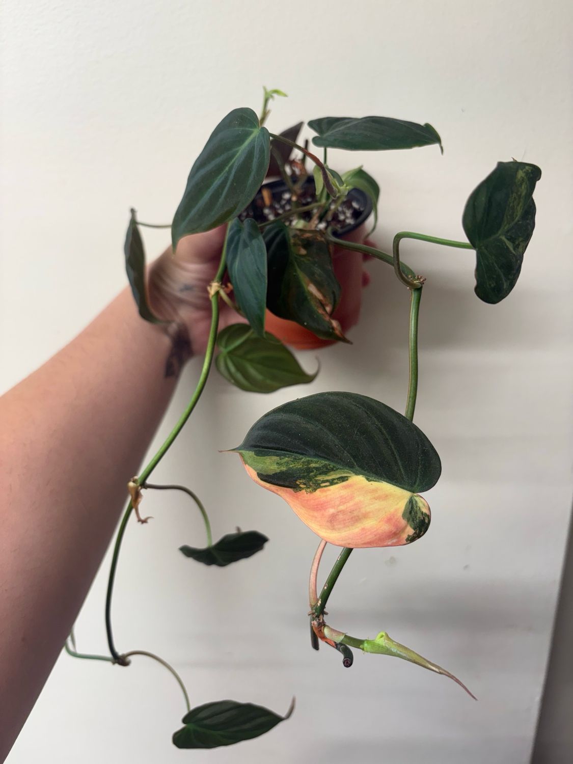 Philodendron Micans Pink Variegated (LOW)