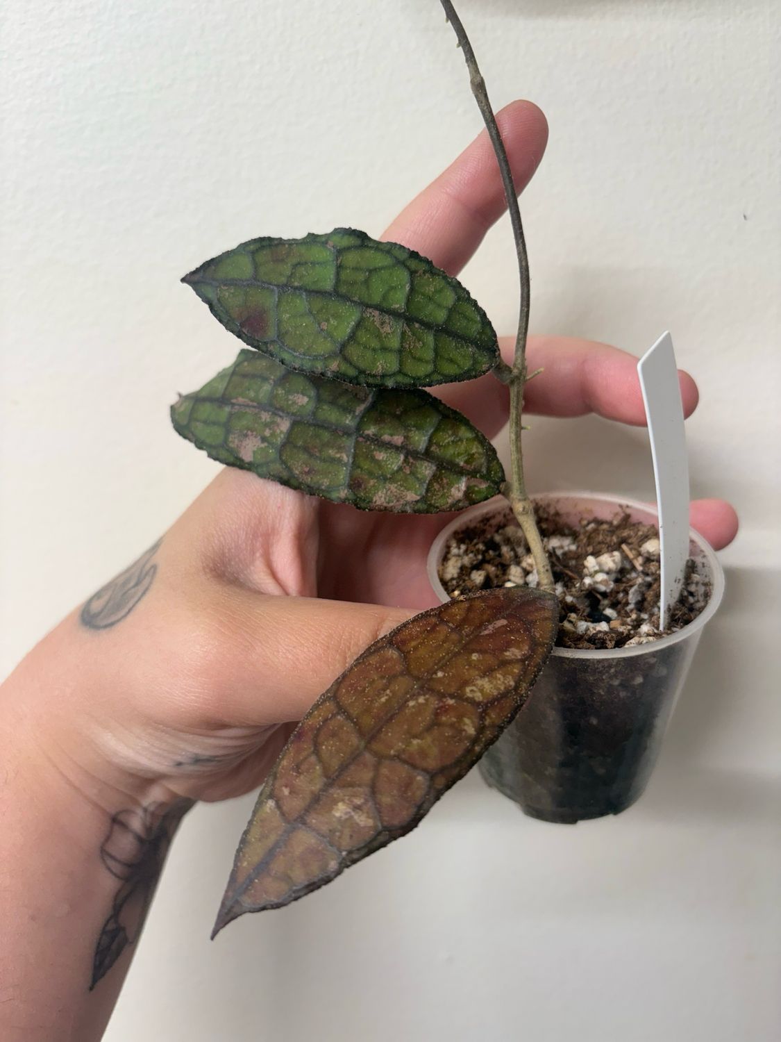 Hoya Clemensiorum ‘INDO’