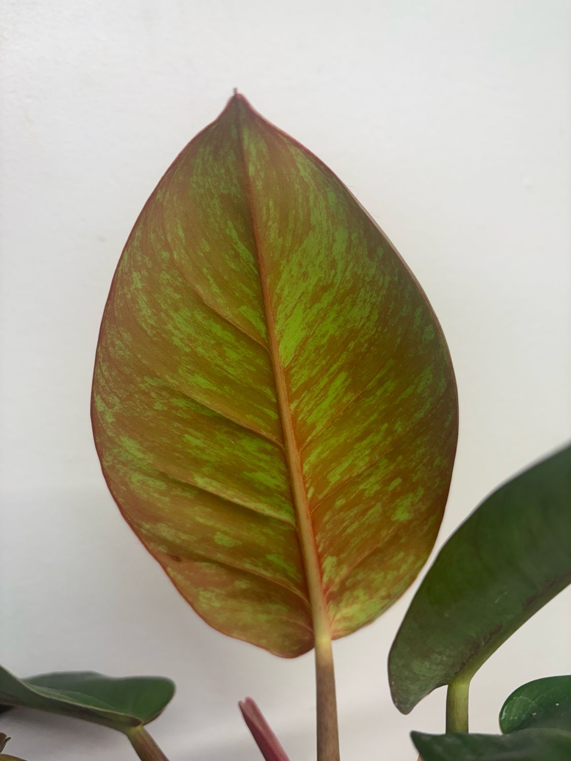 Philodendron Red Moon Marble