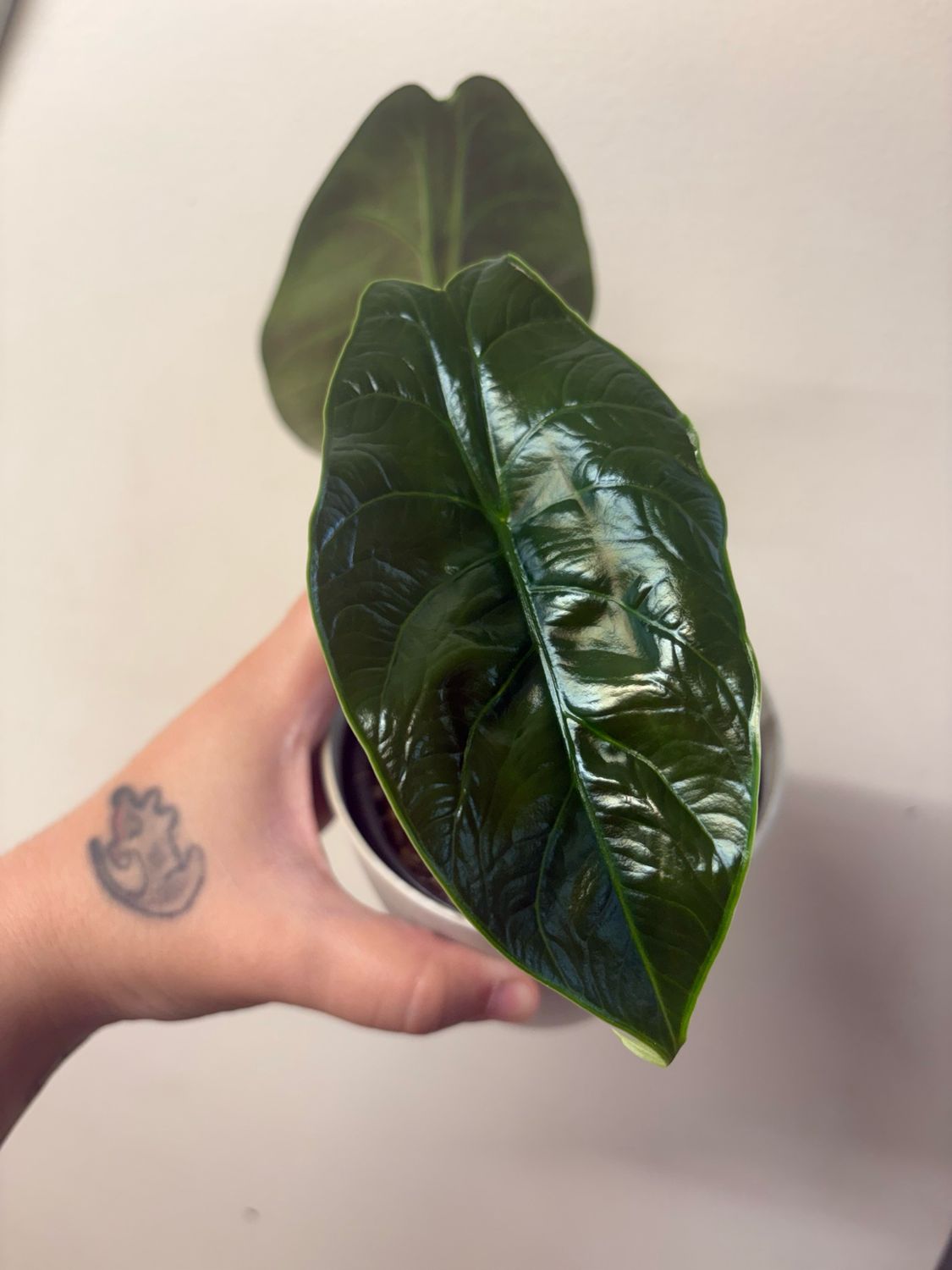 Alocasia Green Unicorn (dragon scale X azlanii)