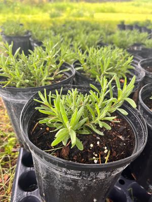 Pickup only: 2025 Lavender plant 4&quot; pot