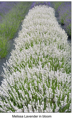 Pickup only: 2025 Lavender plant 4&quot; pot