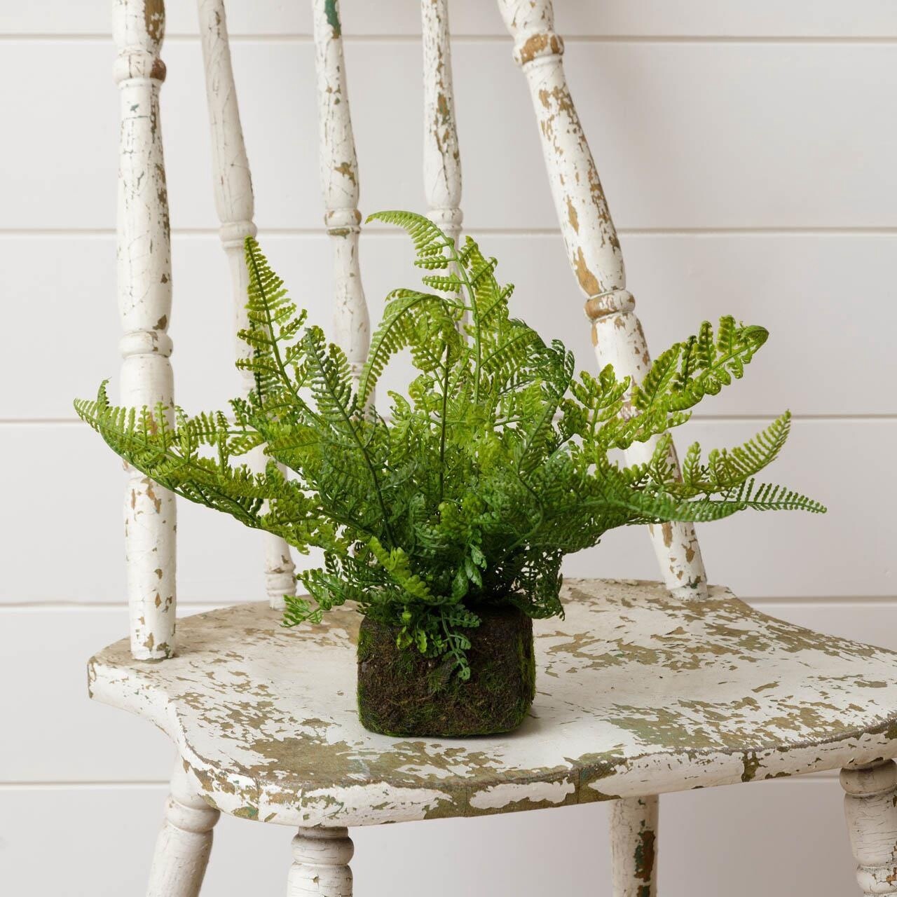 Mossy Fern