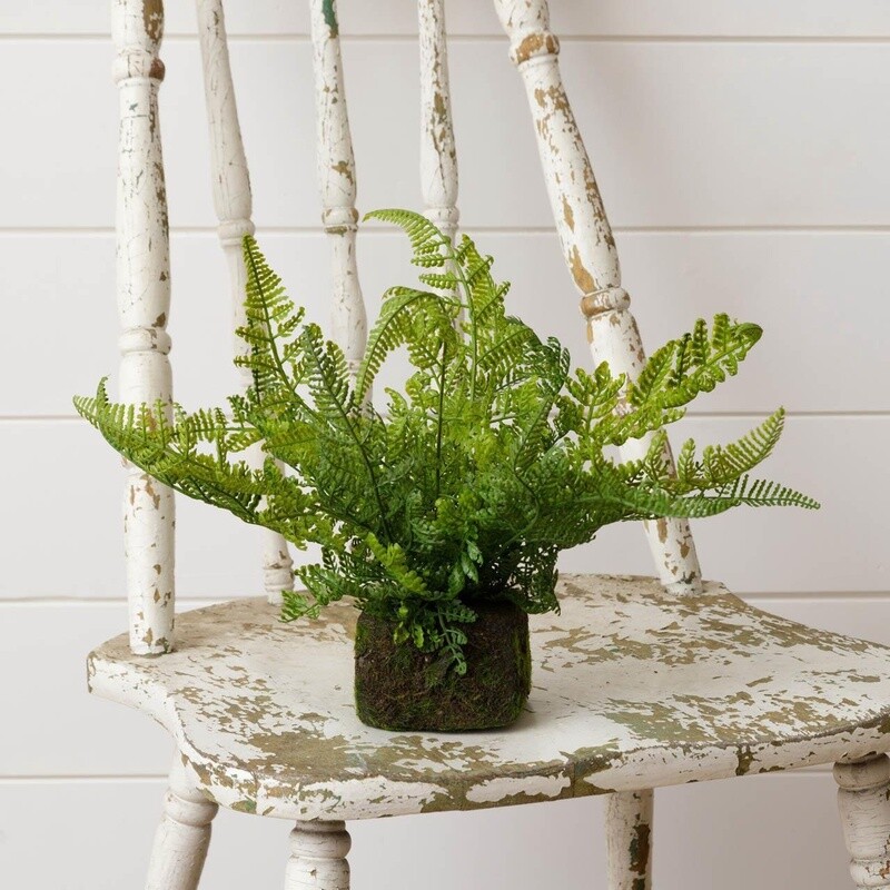 Mossy Fern