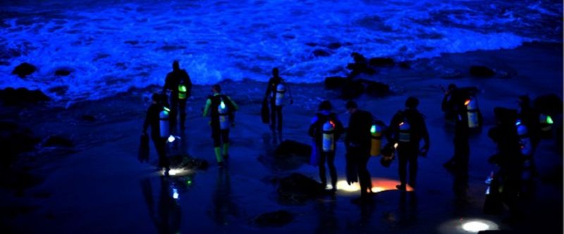PADI Digital - Night Diver Video - Student Edition PADI Digital - Night Diver Video - Student Edition
