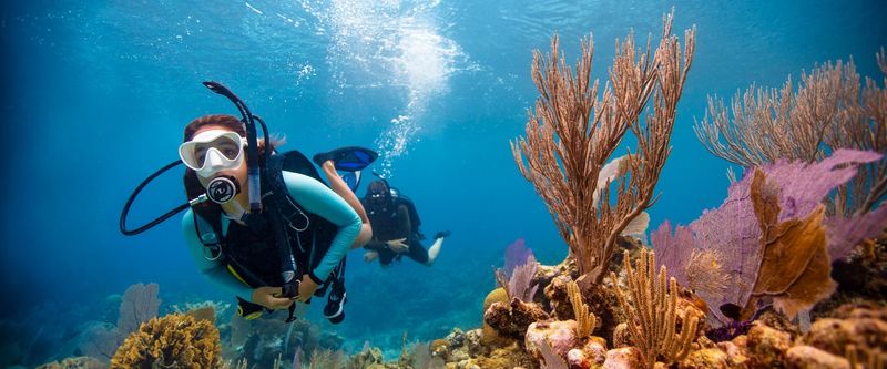 PADI eLearning - Open Water Diver - no video PADI eLearning - Open Water Diver - no video