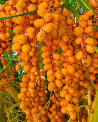 Batana Oil Products