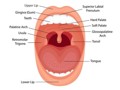 Oral Health
