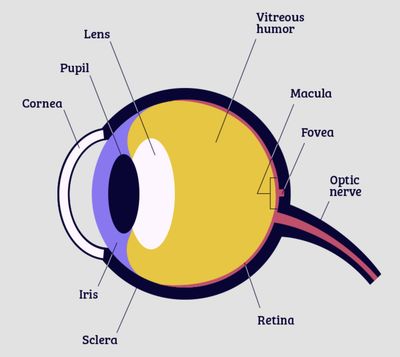 Vision Health