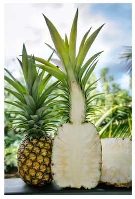 Sugarloaf Pineapples (3 pack) starting in July