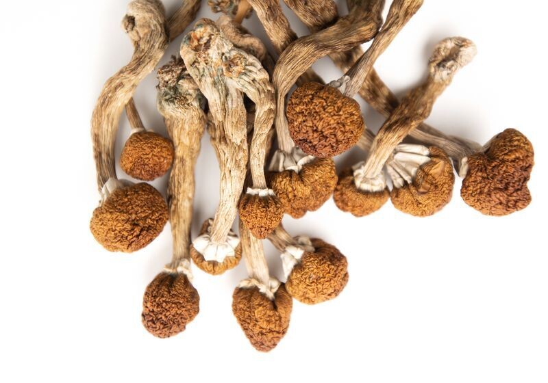 Mckennaii Mushroom