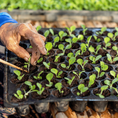 Aussaathilfen und Zubehör