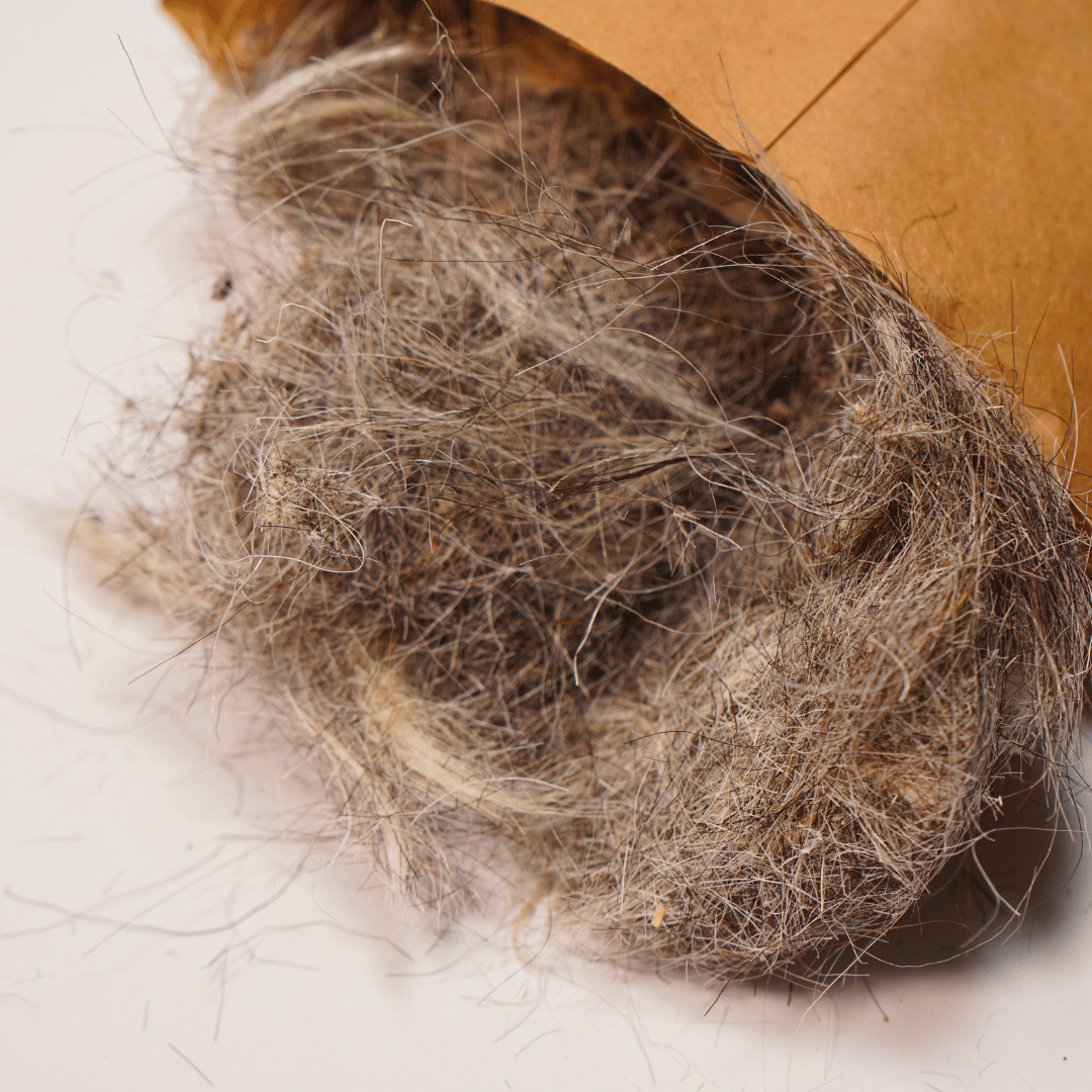 Ziegenwolle als Nistmaterial