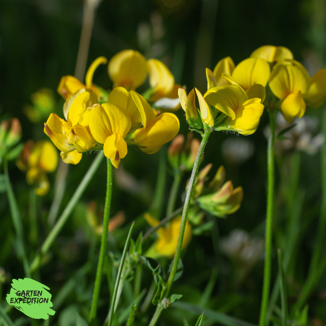 Gewöhnlicher Hornklee (Lotus corniculatus)