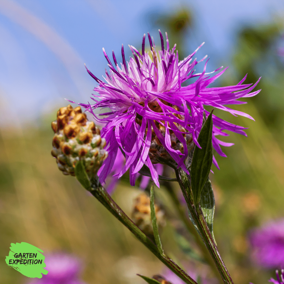 Wiesen-Flockenblume (Centaurea jacea)