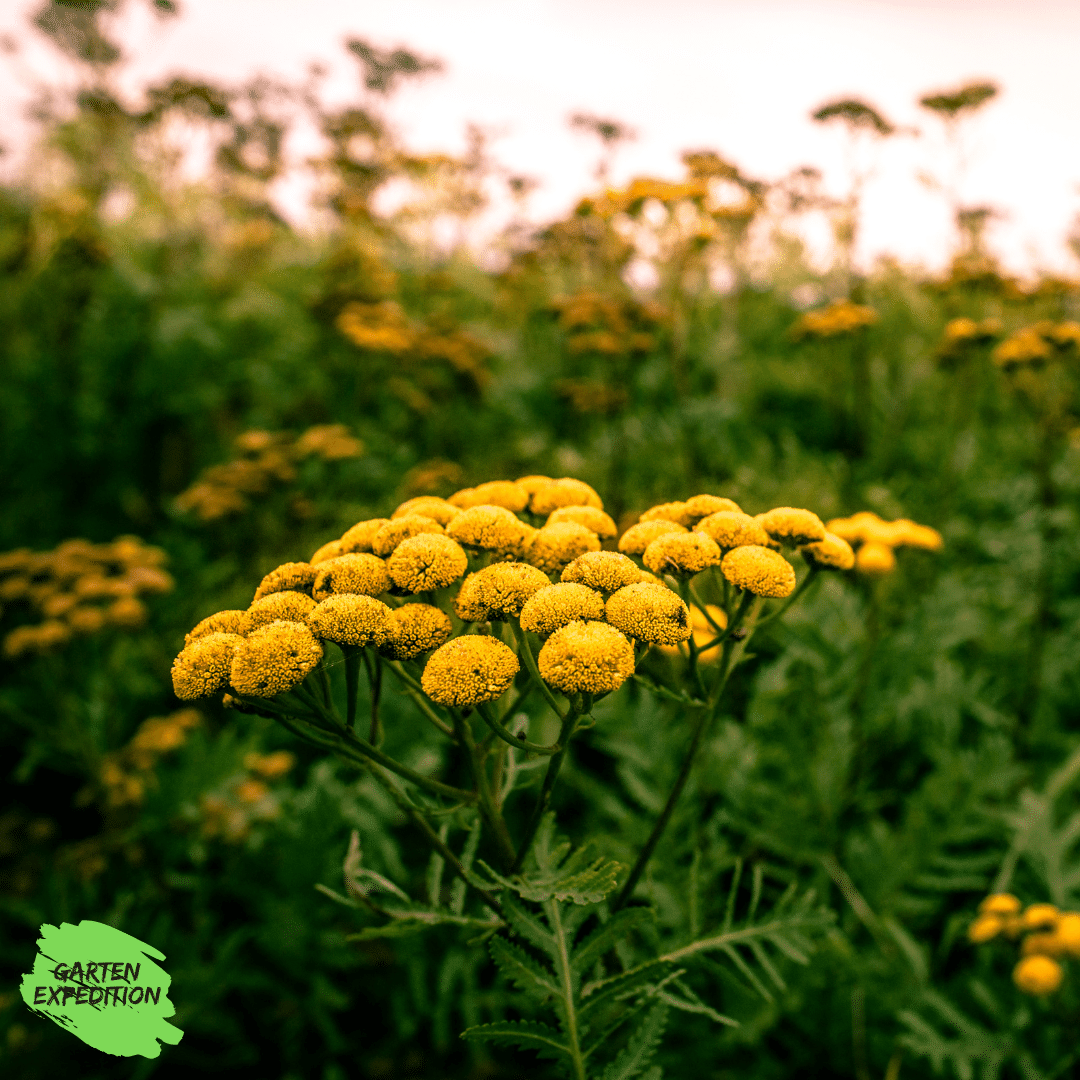 Rainfarn (Tanacetum vulgare)