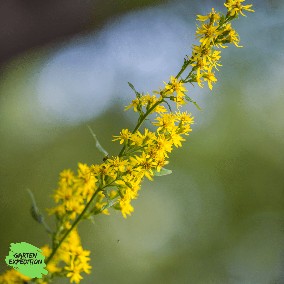 Gewöhnliche Goldrute (Solidago virgaurea)