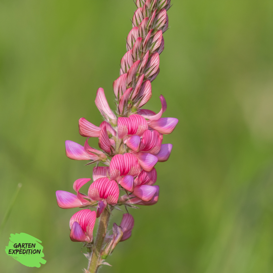 Wilde Esparsette (Onobrychis viciifolia)