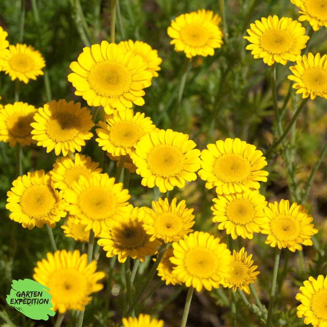 Färberkamille (Anthemis tinctoria)