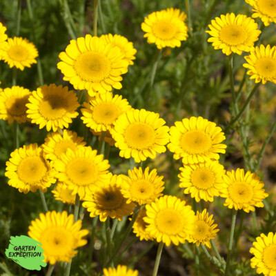 Färberkamille (Anthemis tinctoria) Färberkamille (Anthemis tinctoria)