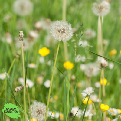 Gewöhnlicher Löwenzahn (Taraxacum officinale)