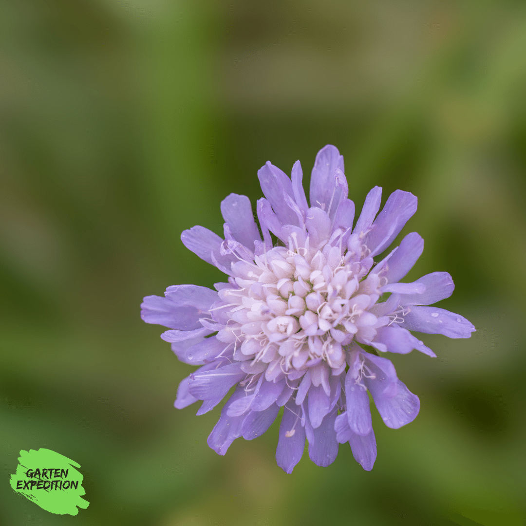 Wiesen-Witwenblume (Knautia arvensis)