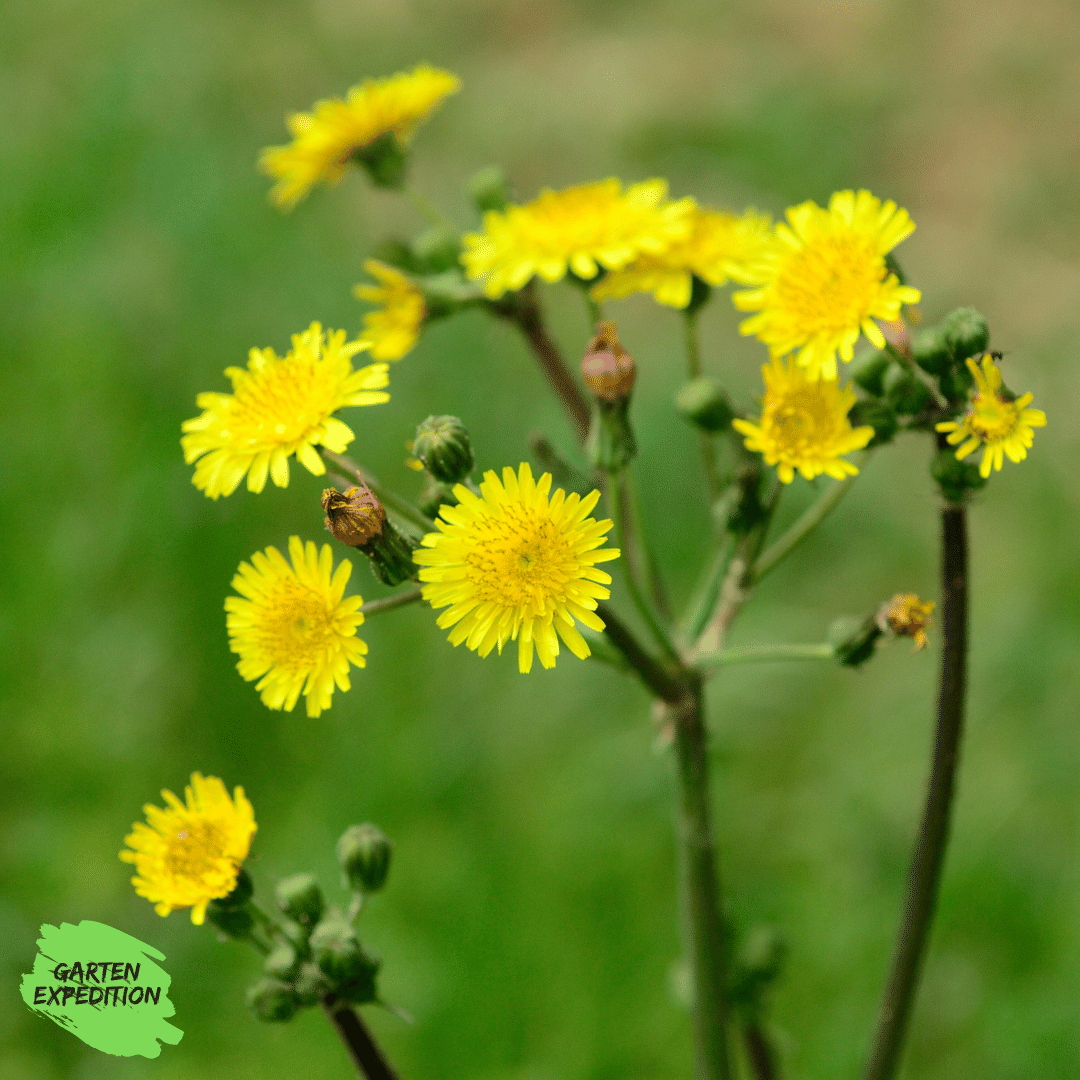 Wiesen-Pippau (Crepis biennis)