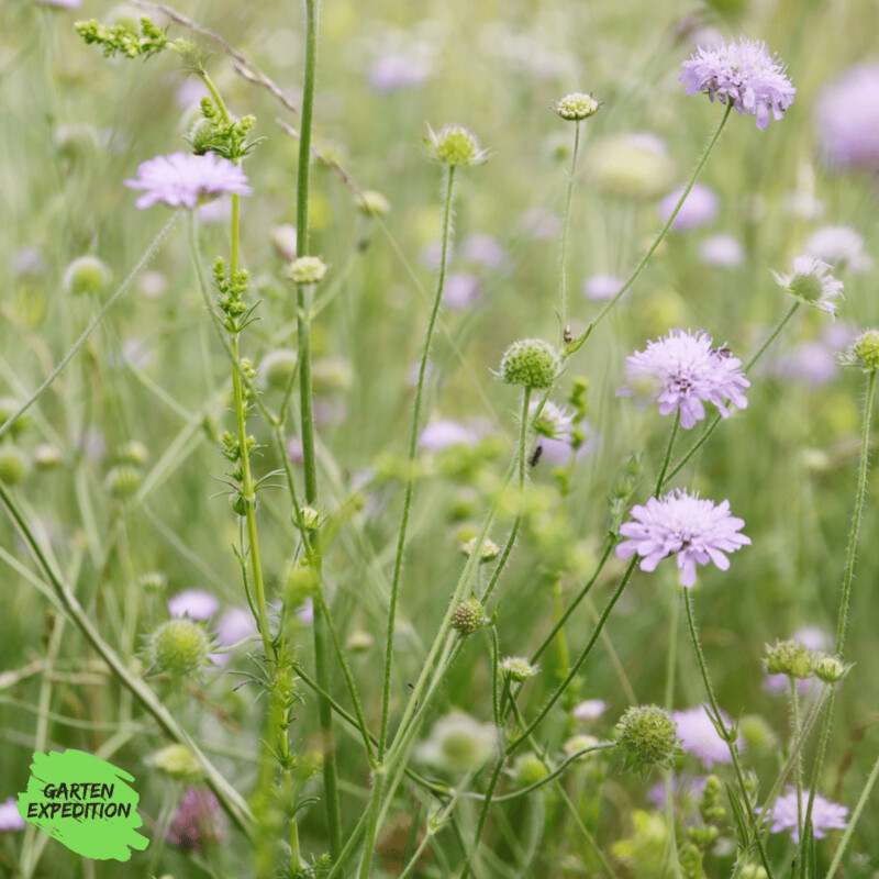 Wiesen-Witwenblume (Knautia arvensis)