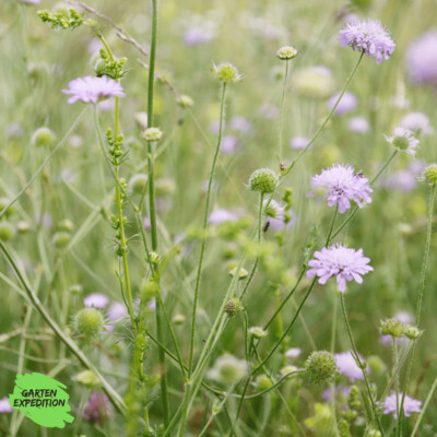 Wiesen-Witwenblume (Knautia arvensis)