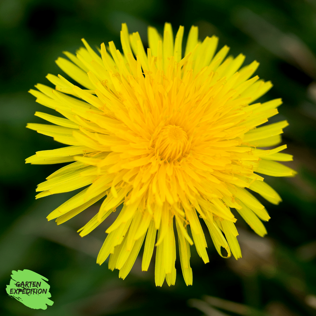 Gewöhnlicher Löwenzahn (Taraxacum officinale)