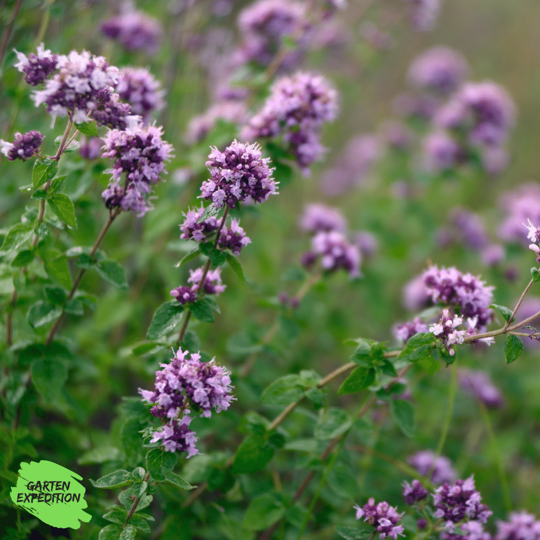 Oregano /Echter Dost (Origanum vulgare)